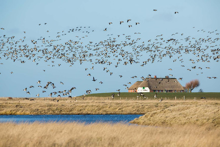 Klemens Karkow | Gaeste auf der Hallig