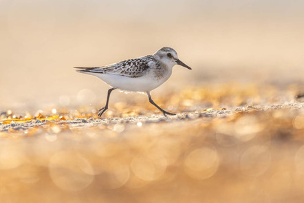 Robert Sommer | Strandlaeufer