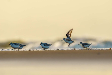 Till-Hendrik Macher | Strandgeflatter